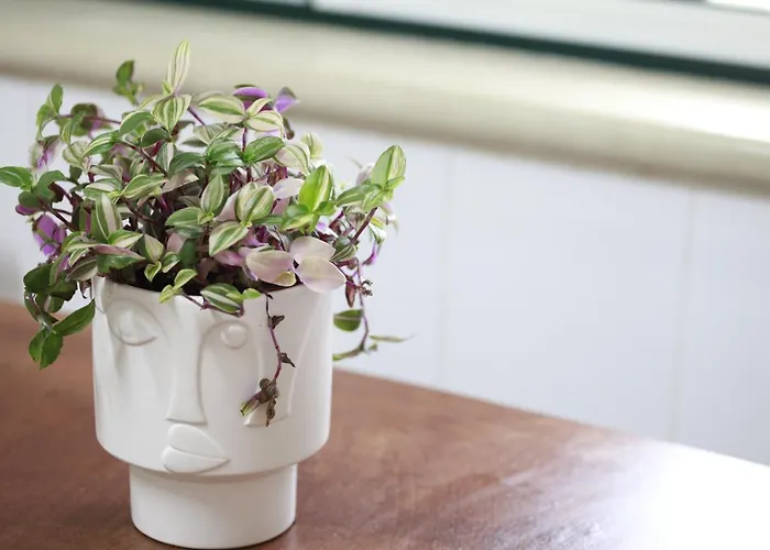 度假居 Casa Do Shon 奥比多斯